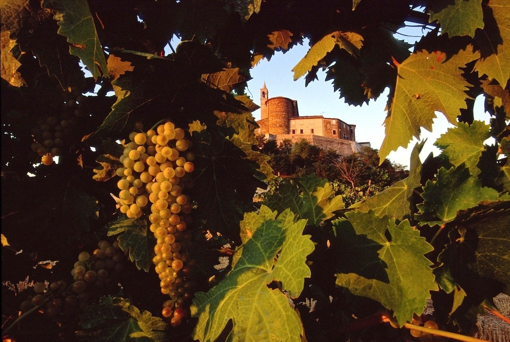 Grapevine at Sorbolongo 2 - Marche - Italy