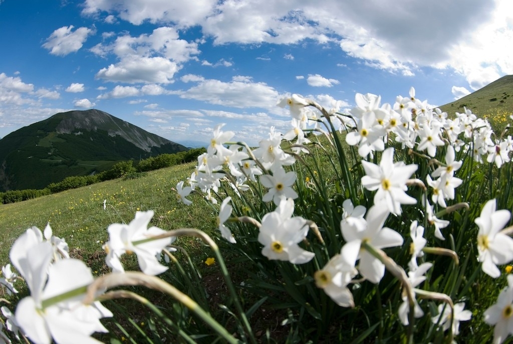 Narcissus on the hill - Marche - Italy