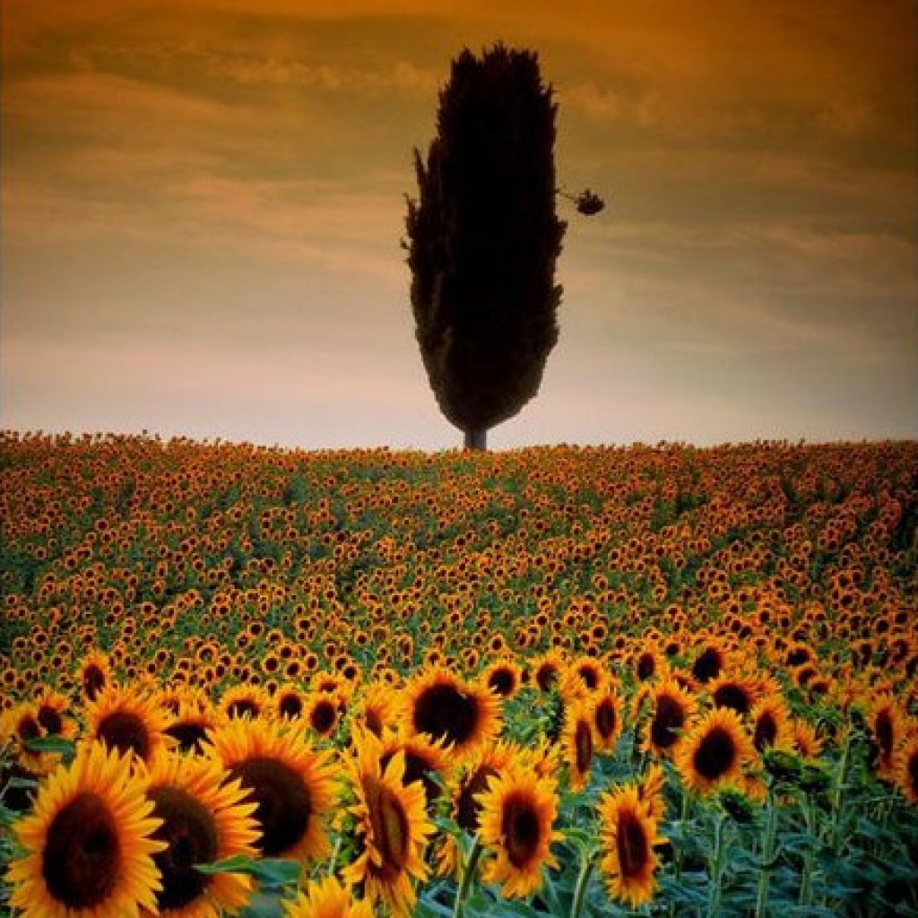 Tree in a sunflowers field - Marche - Italy