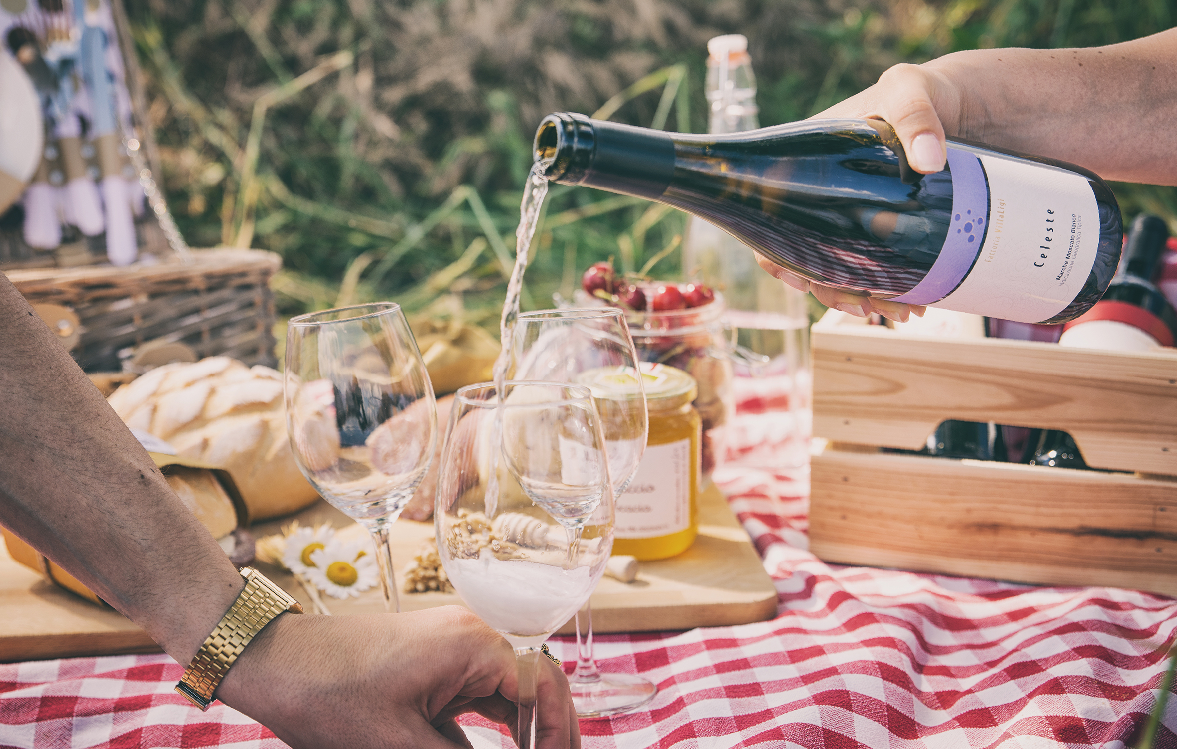 Wine and hospitality experiences in Le Marche