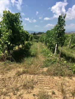 Vigneto Villorani